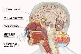 Ilustração de um cérebro evidenciando osentido do olfato e sua ligação com o cérebro e memória senso