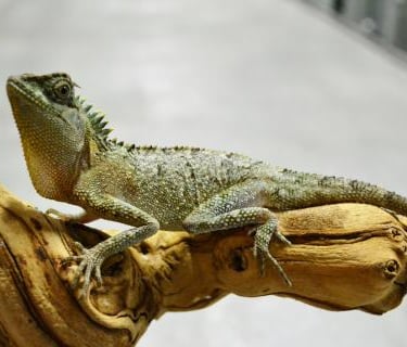 Lagarto Acanthosaura capra está em uma classe própria quando se trata de lagartos de aparência pré-h