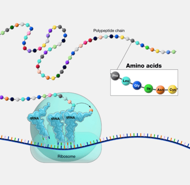 Figura 1. Proceso de traducción de RNA mensajero (mRNA de cadena de nucleótidos) en polipéptidos en