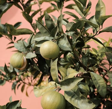 sales@okaypharmusa.com