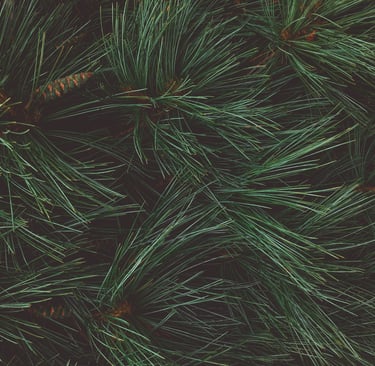 sales@okaypharmusa.com