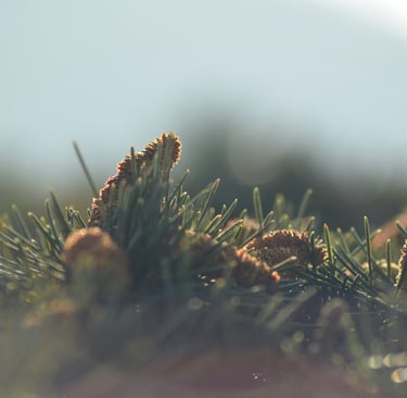 sales@okaypharmusa.com