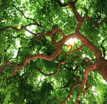 sales@okaypharmusa.com