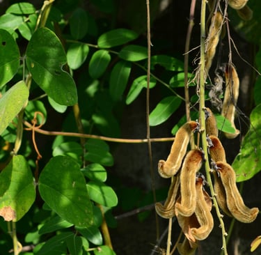 sales@okaypharmusa.com