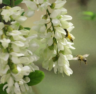 sales@okaypharmusa.com