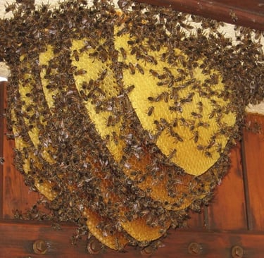 récupération essaim abeille  Fillinges, Bonne Boëge Cluses Reignier Saint-Jeoire