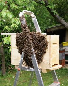 déplacement essaim abeille volage Haute-Savoie Fillinges, Bonne Boëge Cluses Reignier Saint-Jeoire