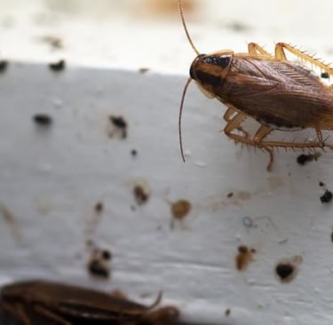 traitement blattes et cafards haute savoie, genève, 