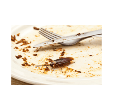 traitement blattes, cafards viuz-en-sallaz, saint jeoire, peillonnex, bogève, fillinnges, marignier