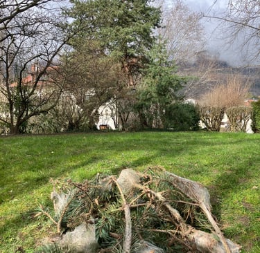 lutte chenilles processionnaires haute-savoie, annecy, genève, annemasse, cluses, bonneville,  