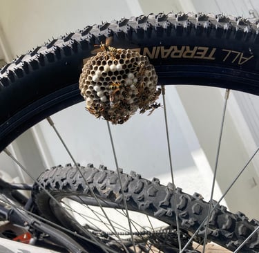 nids de guêpes Fillinges, Bonne sur menoge, Boëge, Cluses, Reignier, Saint-Jeoire, viuz-en-sallaz, 