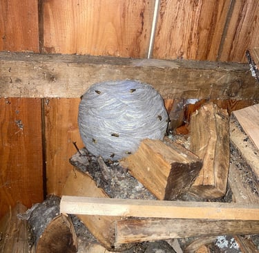 entreprise nids de guêpes Haute-Savoie, annemasse, ambilly, etrembieres, ville la grand, fillinges