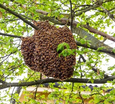 essaim abeilles Annemasse Bonneville Cluses Évian-les-Bains Gaillard La Roche-sur-Foron Megève