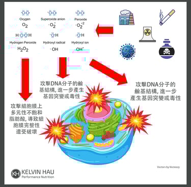 Human cell under oxidant attack