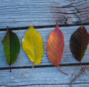 Seasons