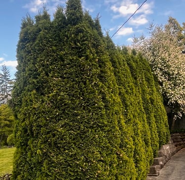 Arborvitae hedge pruning from Bothell trimming crew