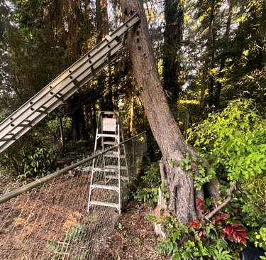 A hazardous tree being prepared for removal in Bothell Washington