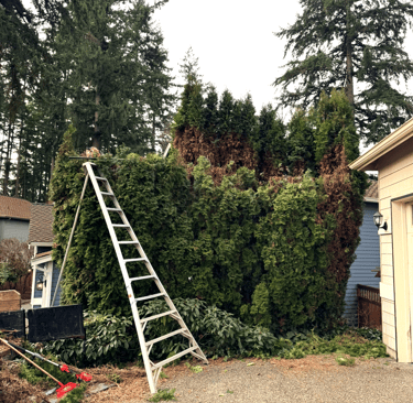 Arborvitae hedge trimming with ladder in Lynnwood Washington