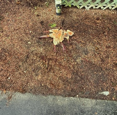 Preparing for stump grinding and root removal in Bothell Washington