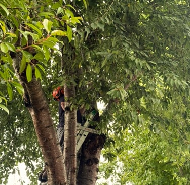 Tree service owner trimming branches from tree in Bothell Washington