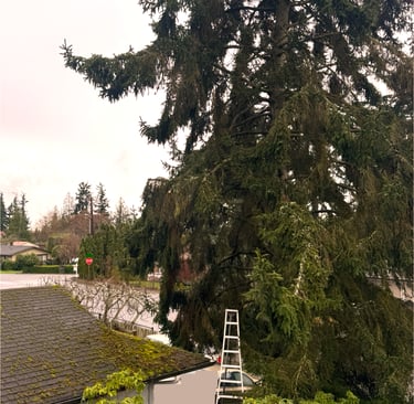 Evergreen tree being trimmed away from roofline in Bothell WA