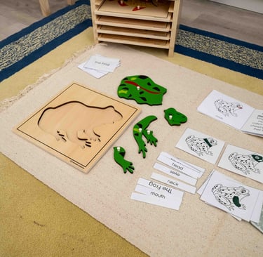 Parts of a frog Puzzle