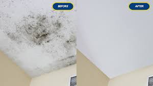 Mold Removal Before & After