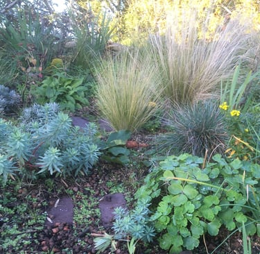 stipa, festuca, euphorbia, lavandula on a green roof