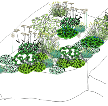 colour perspective sketch of planting for sunny well-drained site in autumn