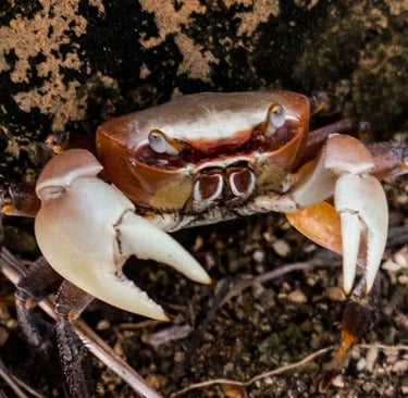 crabs