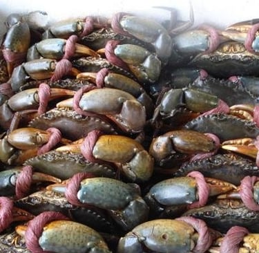 vietnamese crab supplier