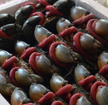 vietnamese crab supplier