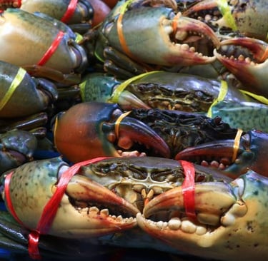 seamorny - vietnamese crab supplier
