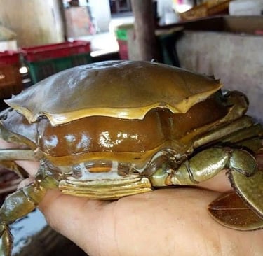 double skinned crabs