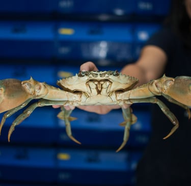 vietnamese mud crabs