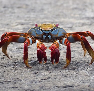 crabs