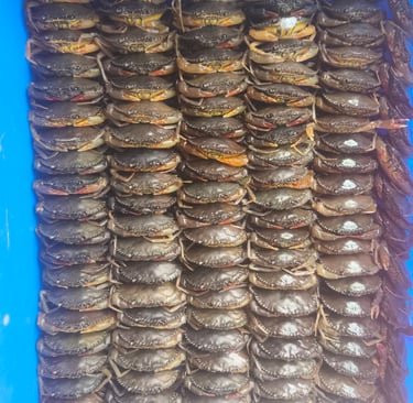 Cua bùn lột Seamorny - soft-shell mud crab (Scylla spp.)