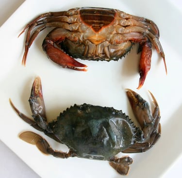 soft-shell crabs