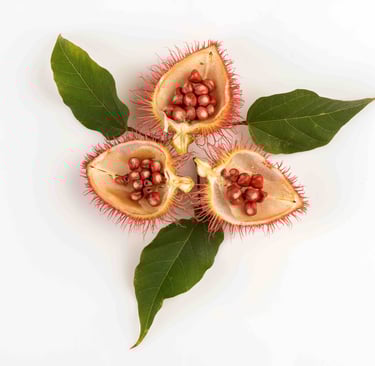 Annatto )Bixa orellana) Tocotrienol & GG