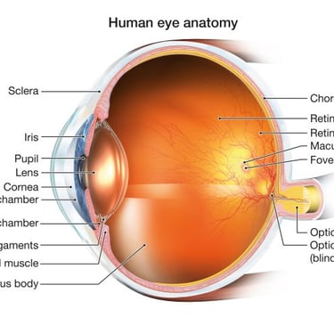 Prevent Macular Degeneration with Annatto Derived Tocotrienol and GG
