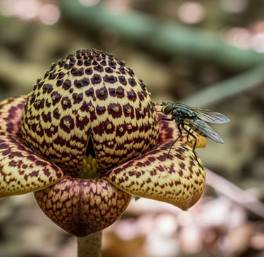floral mimicry with a fower and a fly insect on it