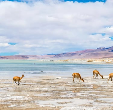 Patagonie Amerique du sud Bolivie Chili