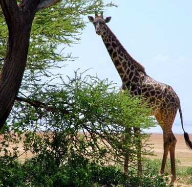 Un safari pour voir une girafe ou tout plein d'autres animaux sauvage dans le Serengeti