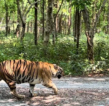 A Tiger on the Prowl