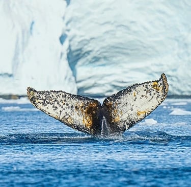 A humpback whale fluke diving in arctic blue water with a massive white iceberg background.