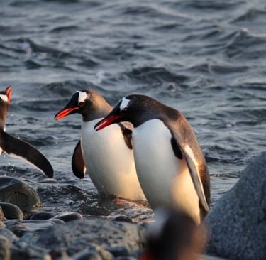 Three gentoo penguins with orange beaks waddle ashore from the ocean onto a rocky Antarctic beach.