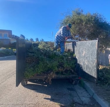 Yard clean up