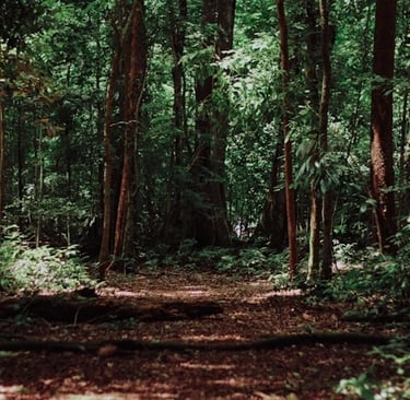 a path through a forest with a path leading through it