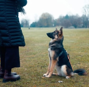 Hund sitzt aufmerksam vor seinem Halter, fokussiertes Training für Bindung und Gehorsam im Alltag