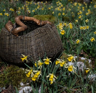 panier-en-osier-sauvage-et-anse-racine-au-milieu-des-jonquilles